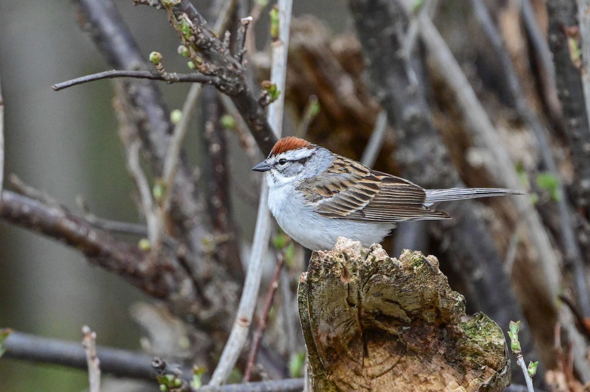 Chipping Sparrow - ML618976975