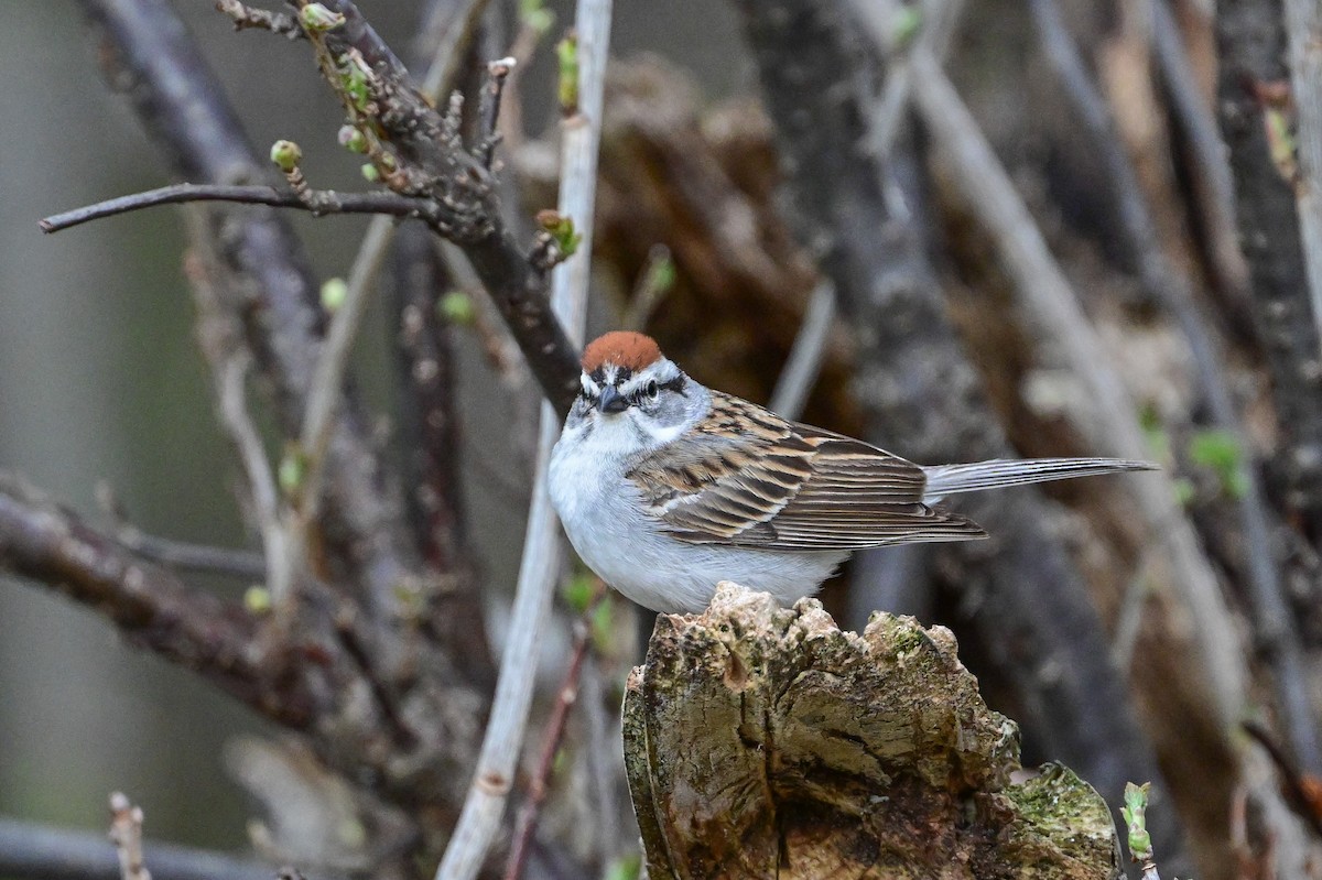 Chipping Sparrow - ML618976976