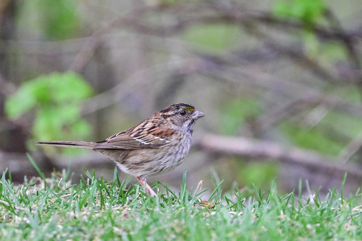 White-throated Sparrow - ML618976983