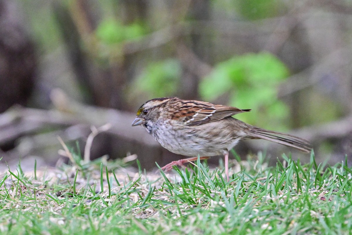 White-throated Sparrow - Serg Tremblay