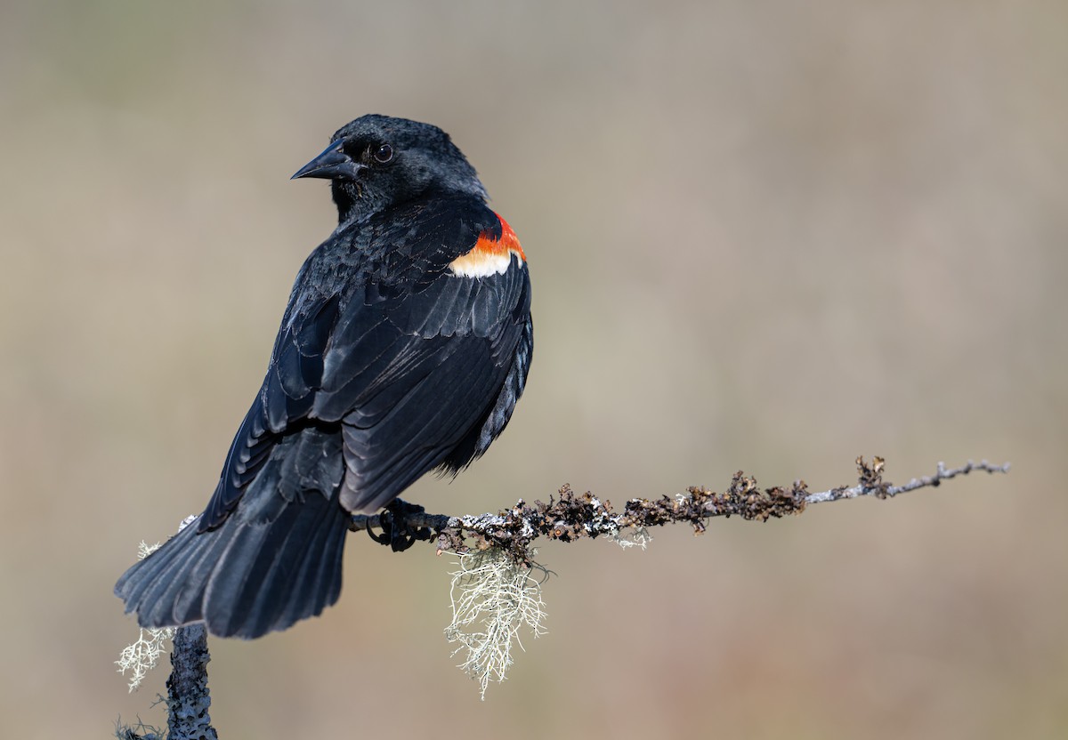 Red-winged Blackbird - ML618977002