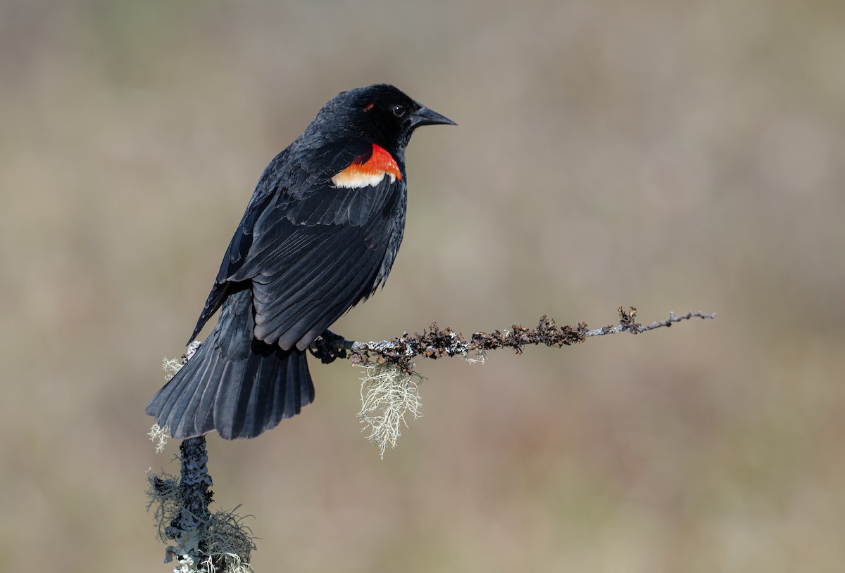 Red-winged Blackbird - ML618977005