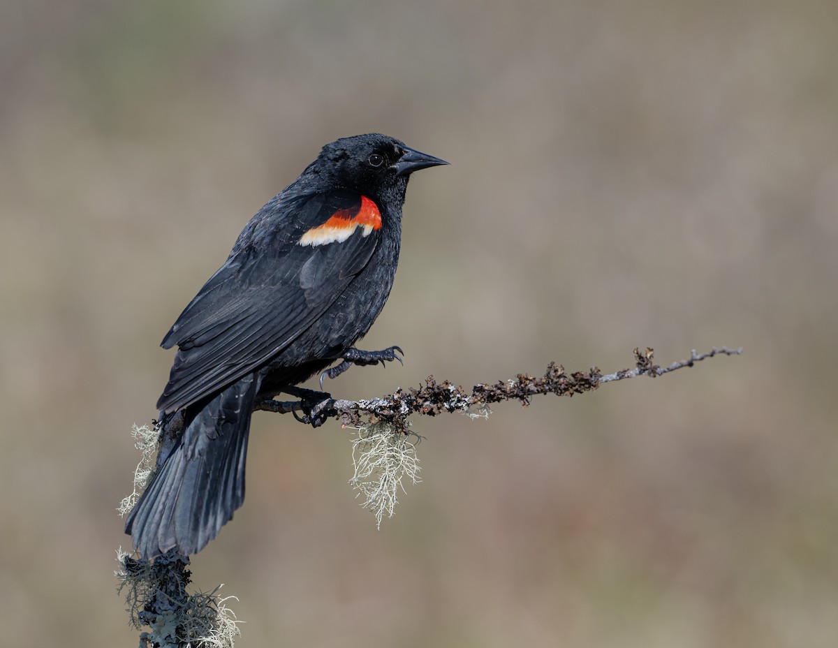 Red-winged Blackbird - ML618977007