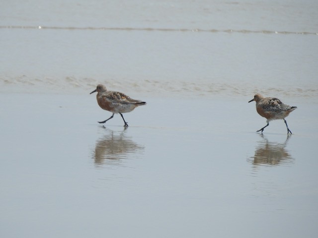 Red Knot - ML618977078