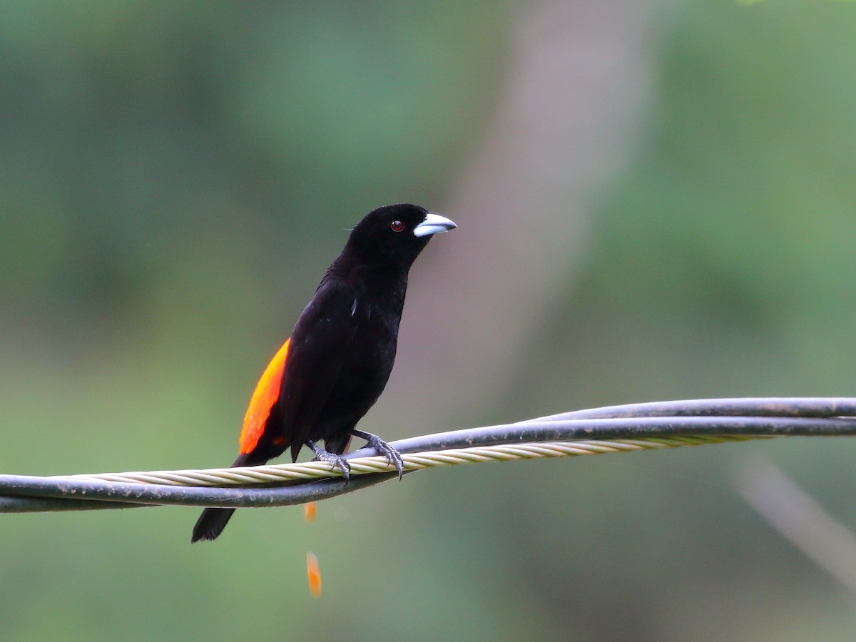 Scarlet-rumped Tanager - ML618977096