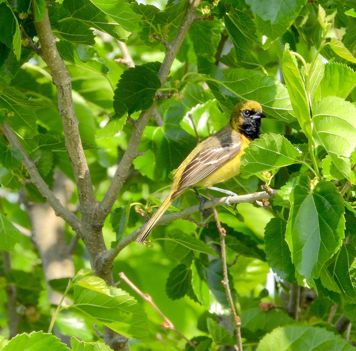 Orchard Oriole - ML618977101