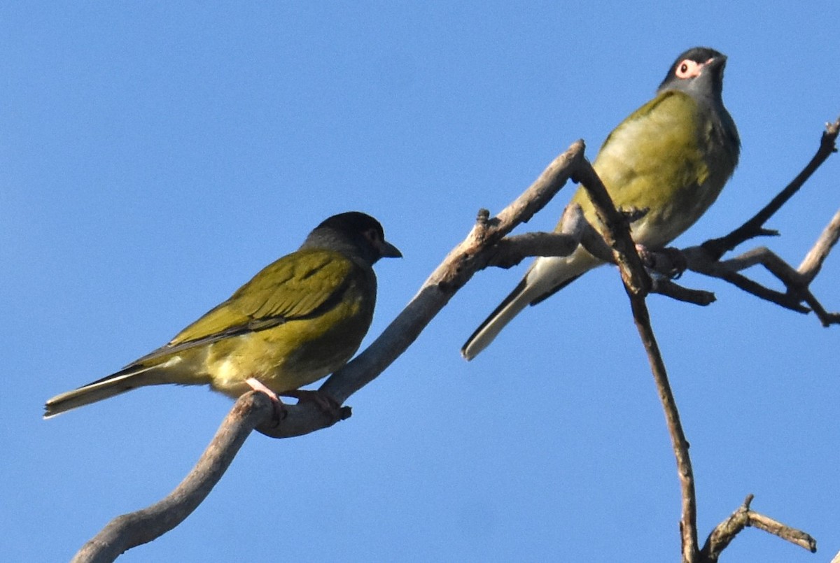 Australasian Figbird - Mark Tarnawski