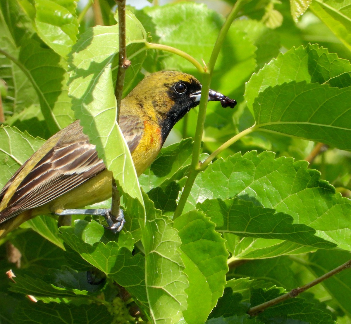 Orchard Oriole - ML618977104