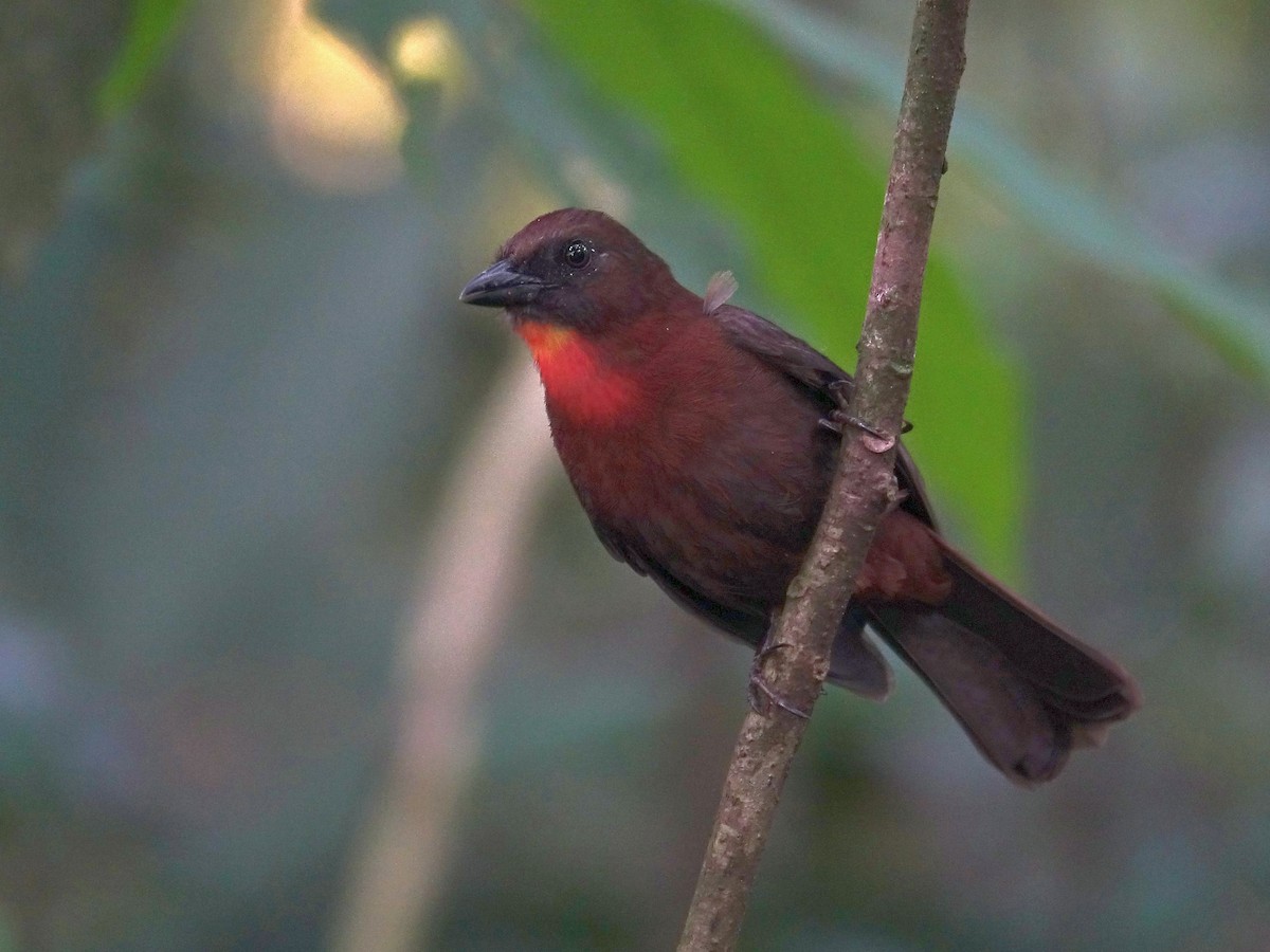 Red-throated Ant-Tanager - ML618977118