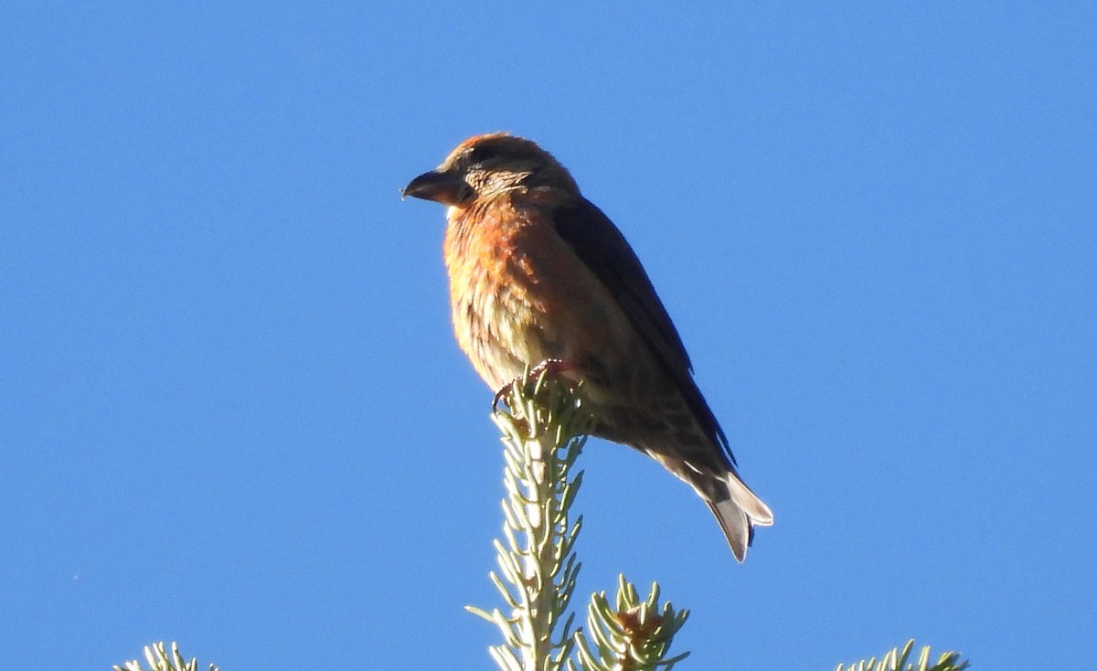 Red Crossbill - Corey S.
