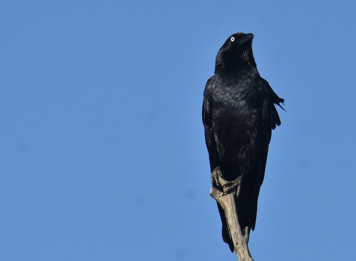 Torresian Crow - ML618977155