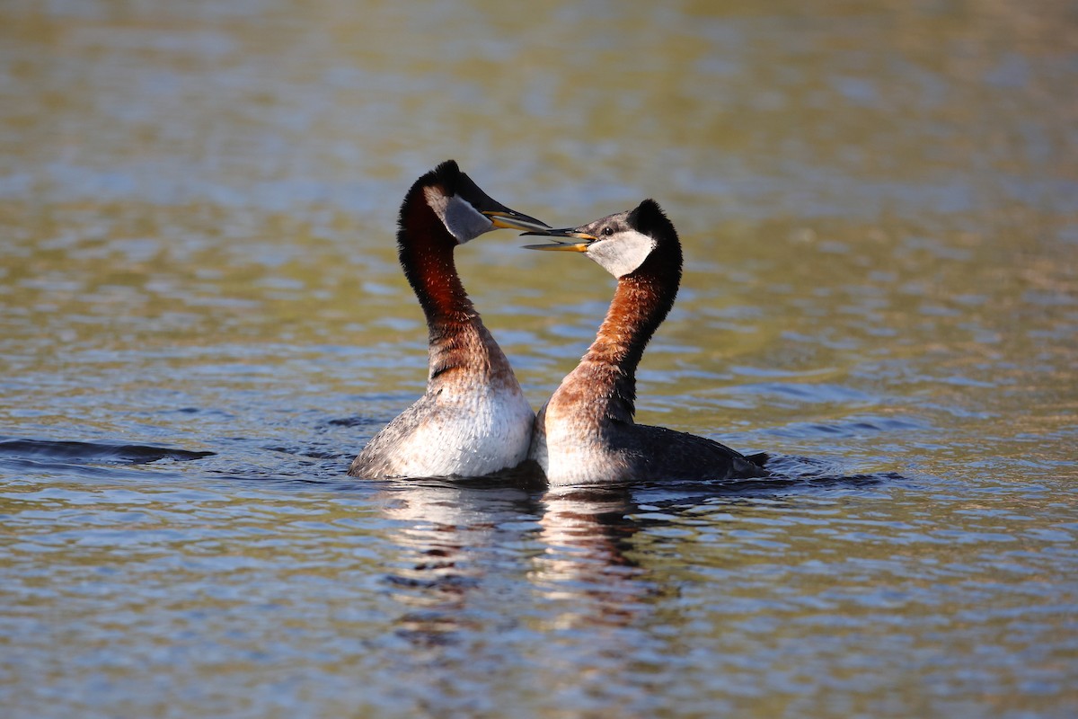 Red-necked Grebe - ML618977199