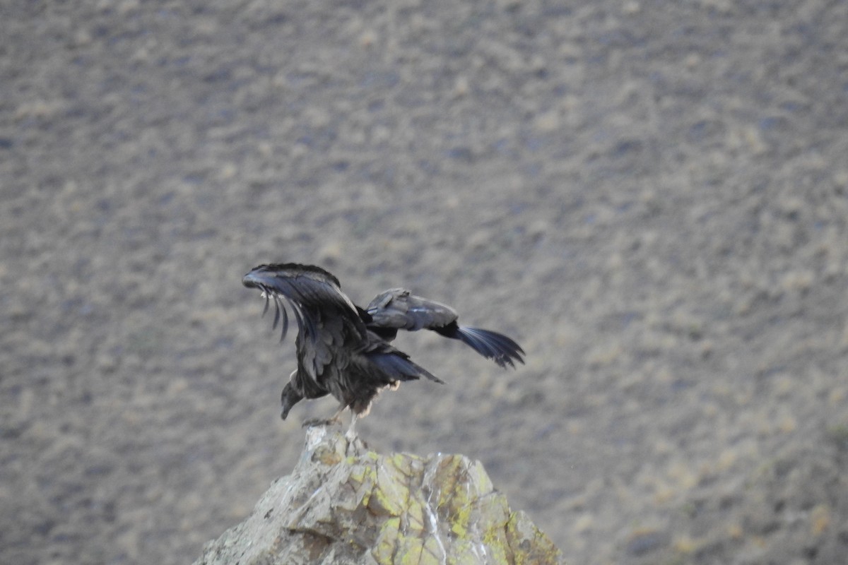 Condor des Andes - ML618977209