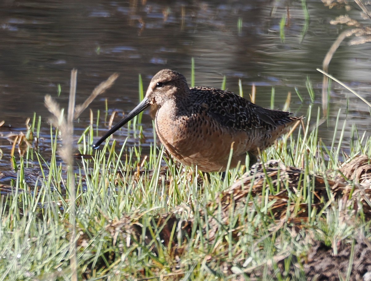 Long-billed Dowitcher - ML618977238