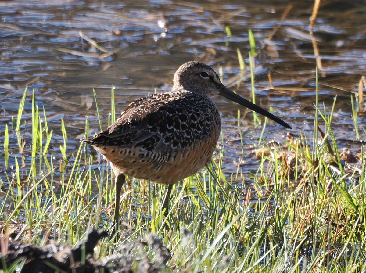 Long-billed Dowitcher - ML618977239