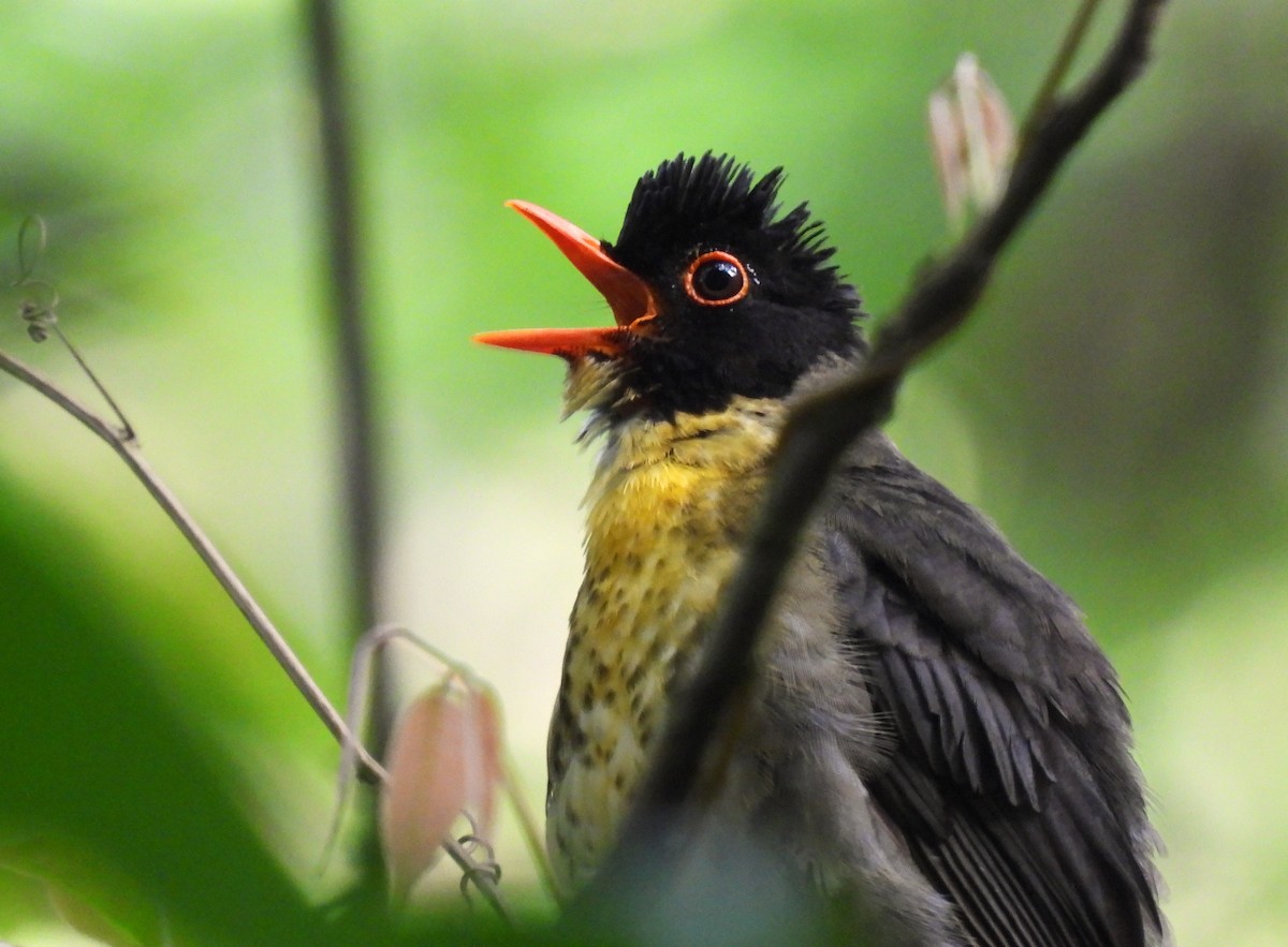 Yellow-throated Nightingale-Thrush - Carlos Mancera (Tuxtla Birding Club)