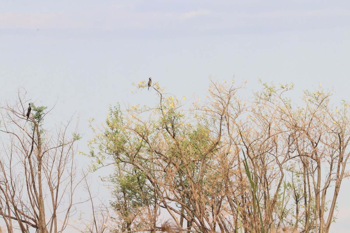 Long-tailed Cormorant - ML618977300