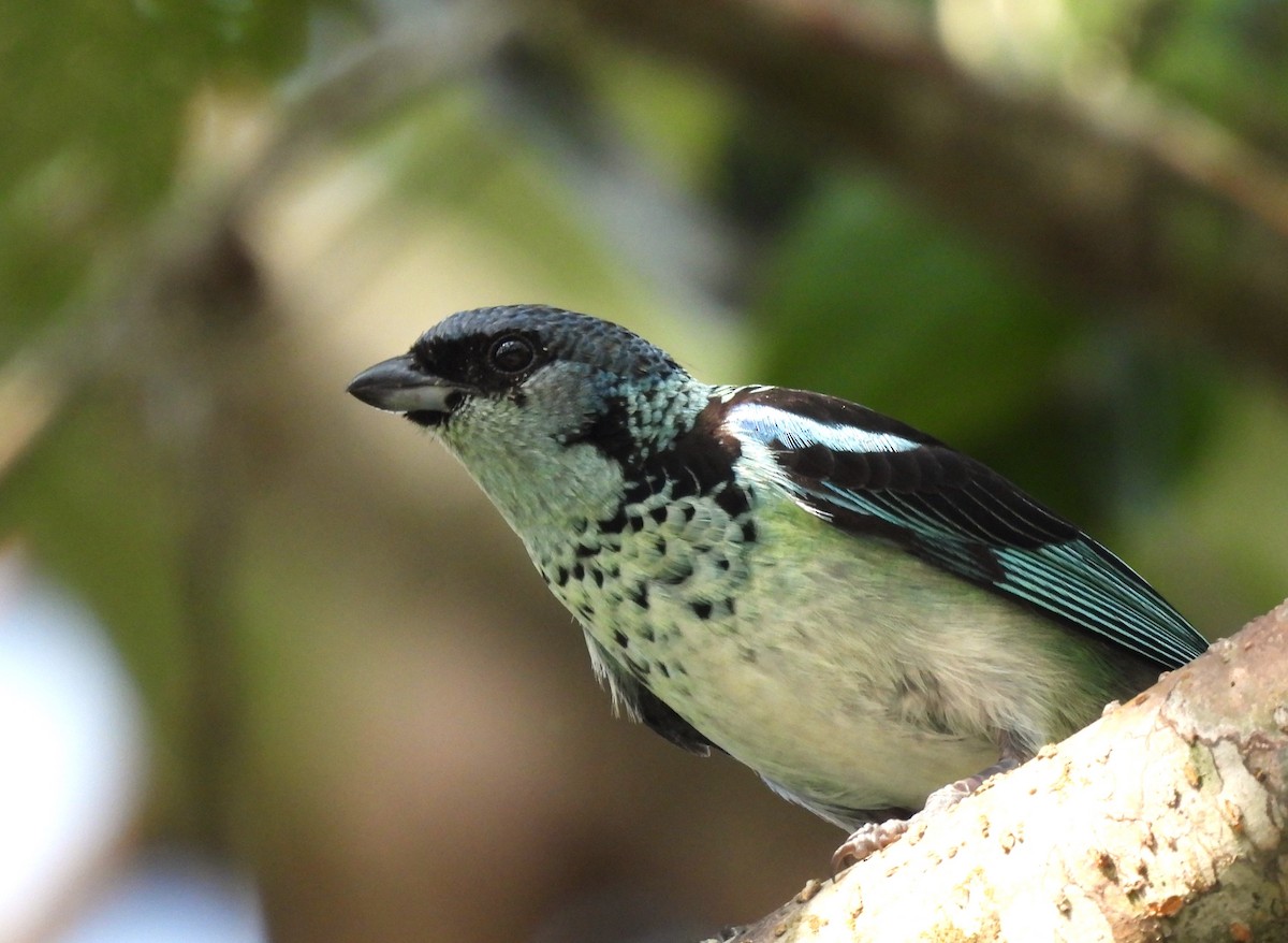Azure-rumped Tanager - ML618977341
