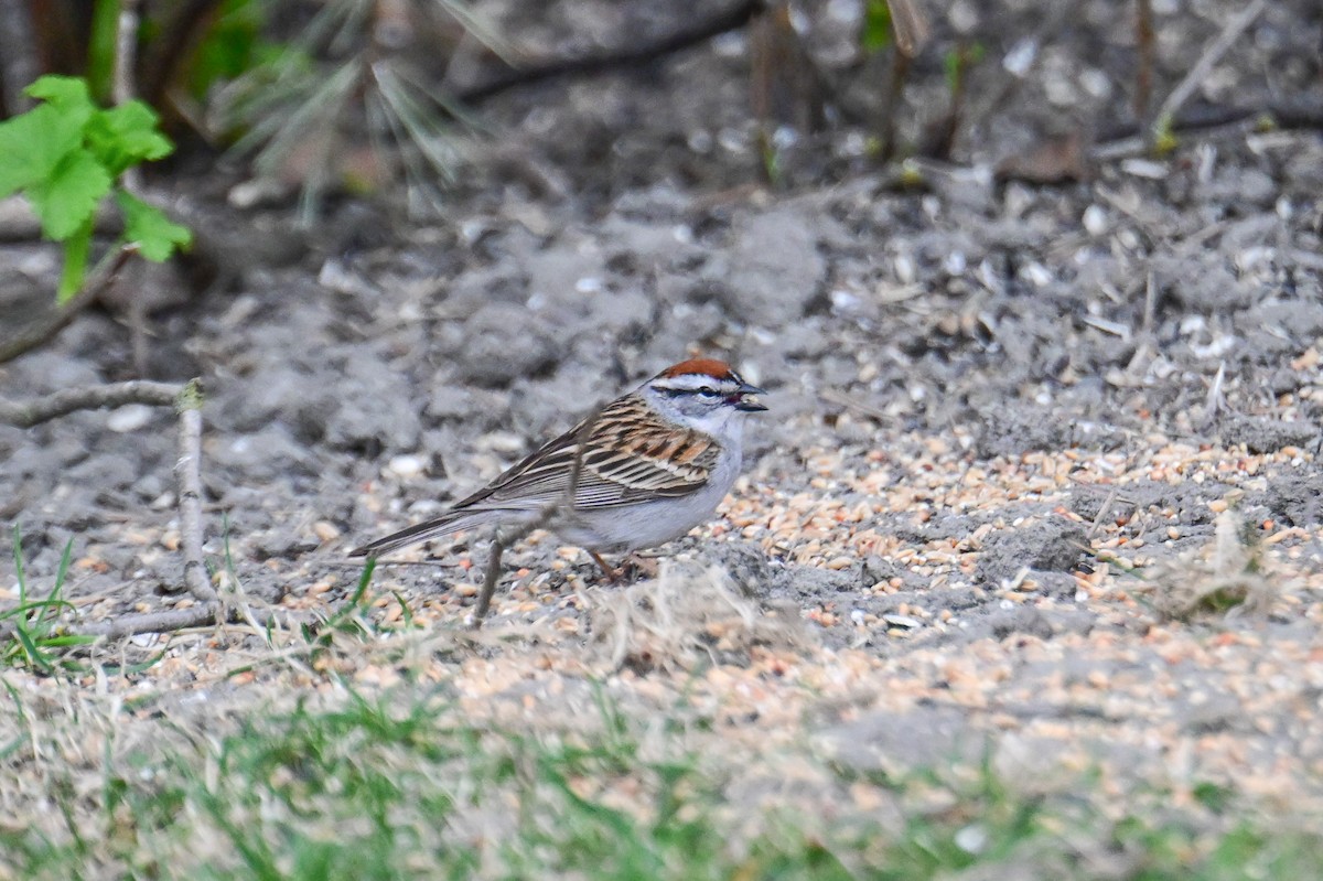 Chipping Sparrow - ML618977439
