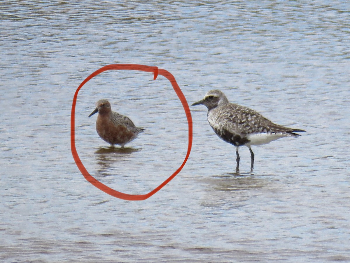 Red Knot - ML618977453