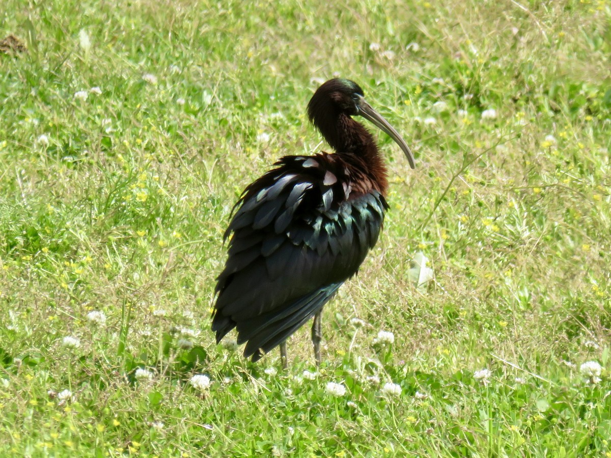 ibis hnědý - ML618977481