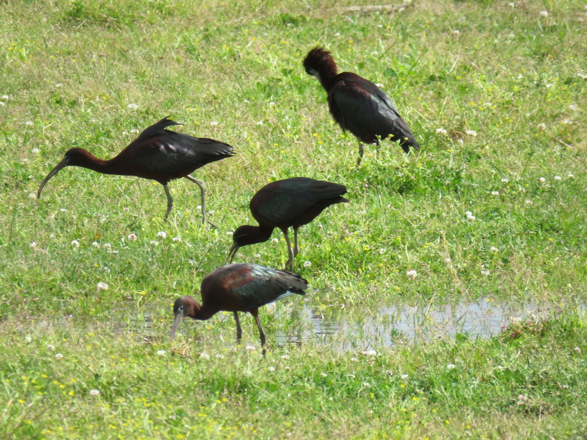ibis hnědý - ML618977483