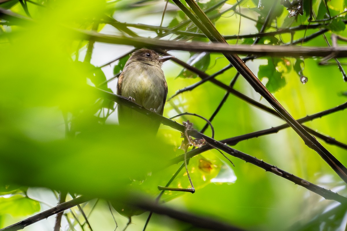 Sepia-capped Flycatcher - ML618977533
