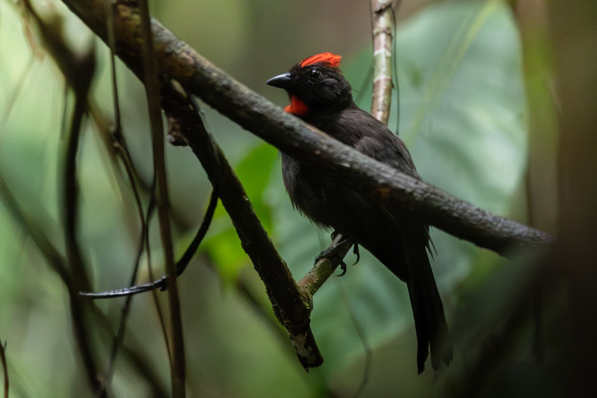 Sooty Ant-Tanager - ML618977575