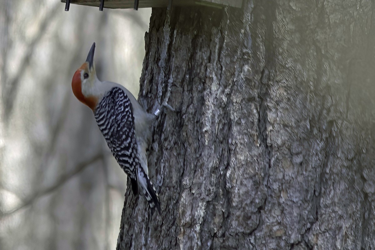Red-bellied Woodpecker - ML618977576