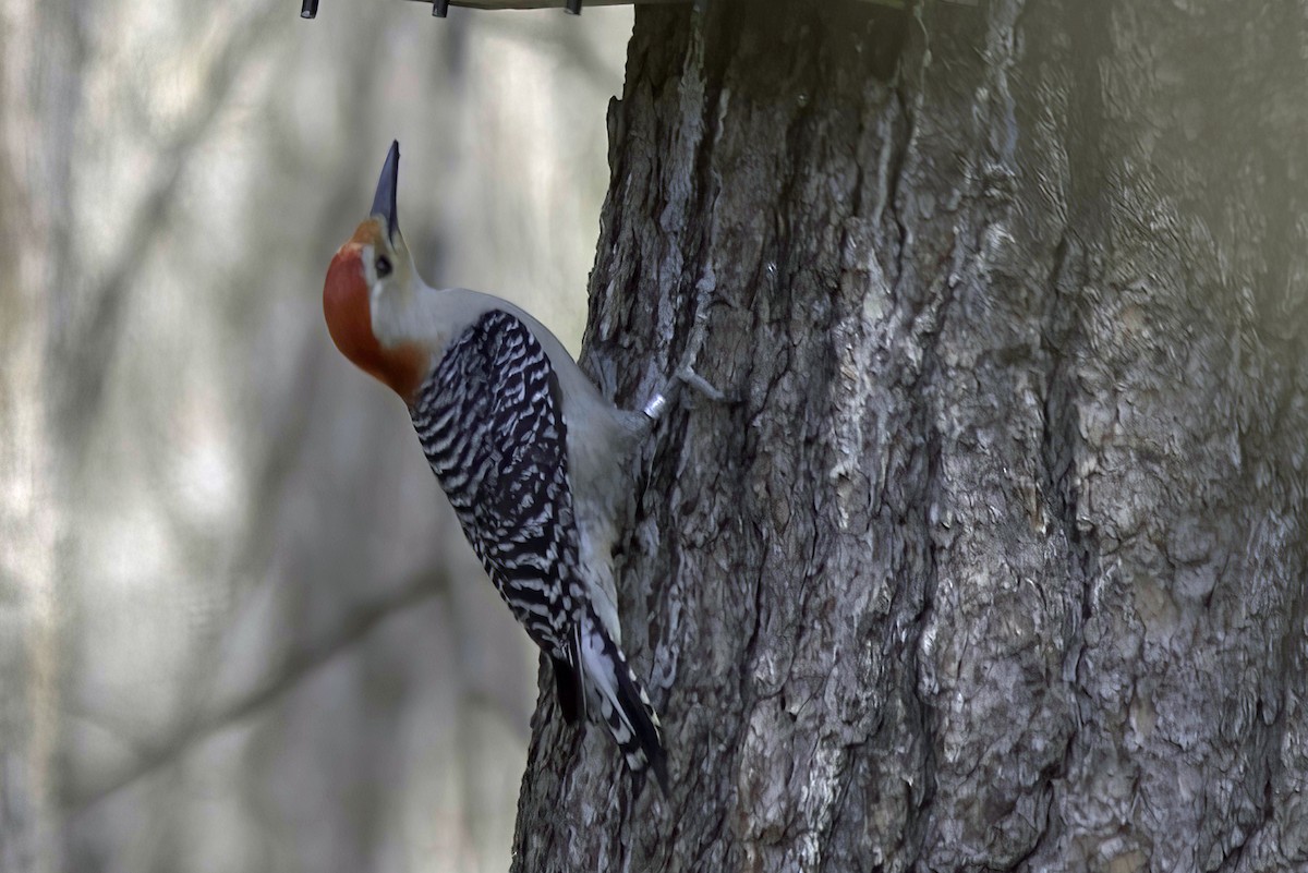 Red-bellied Woodpecker - ML618977577