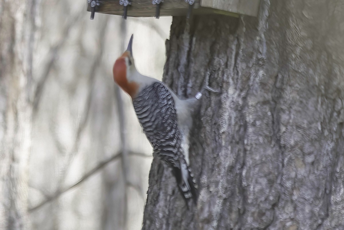 Red-bellied Woodpecker - ML618977580