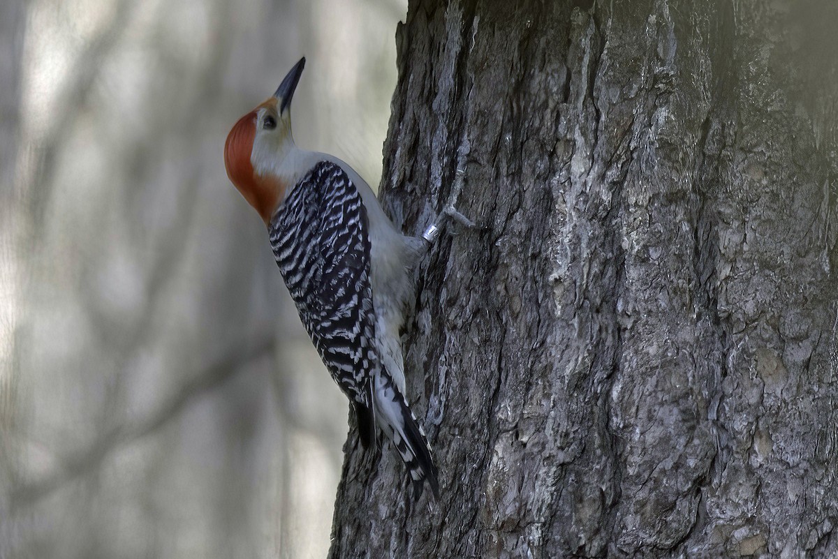 Red-bellied Woodpecker - ML618977582