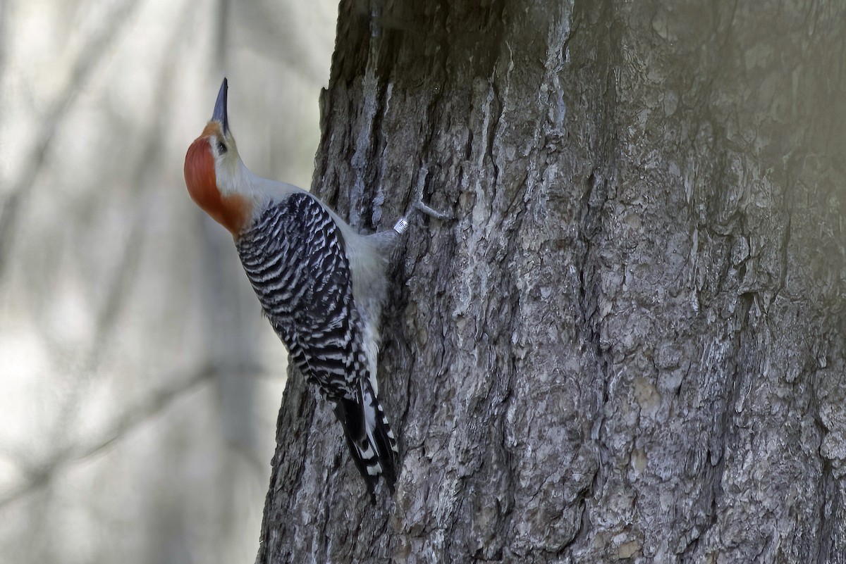 Red-bellied Woodpecker - Jim Tonkinson