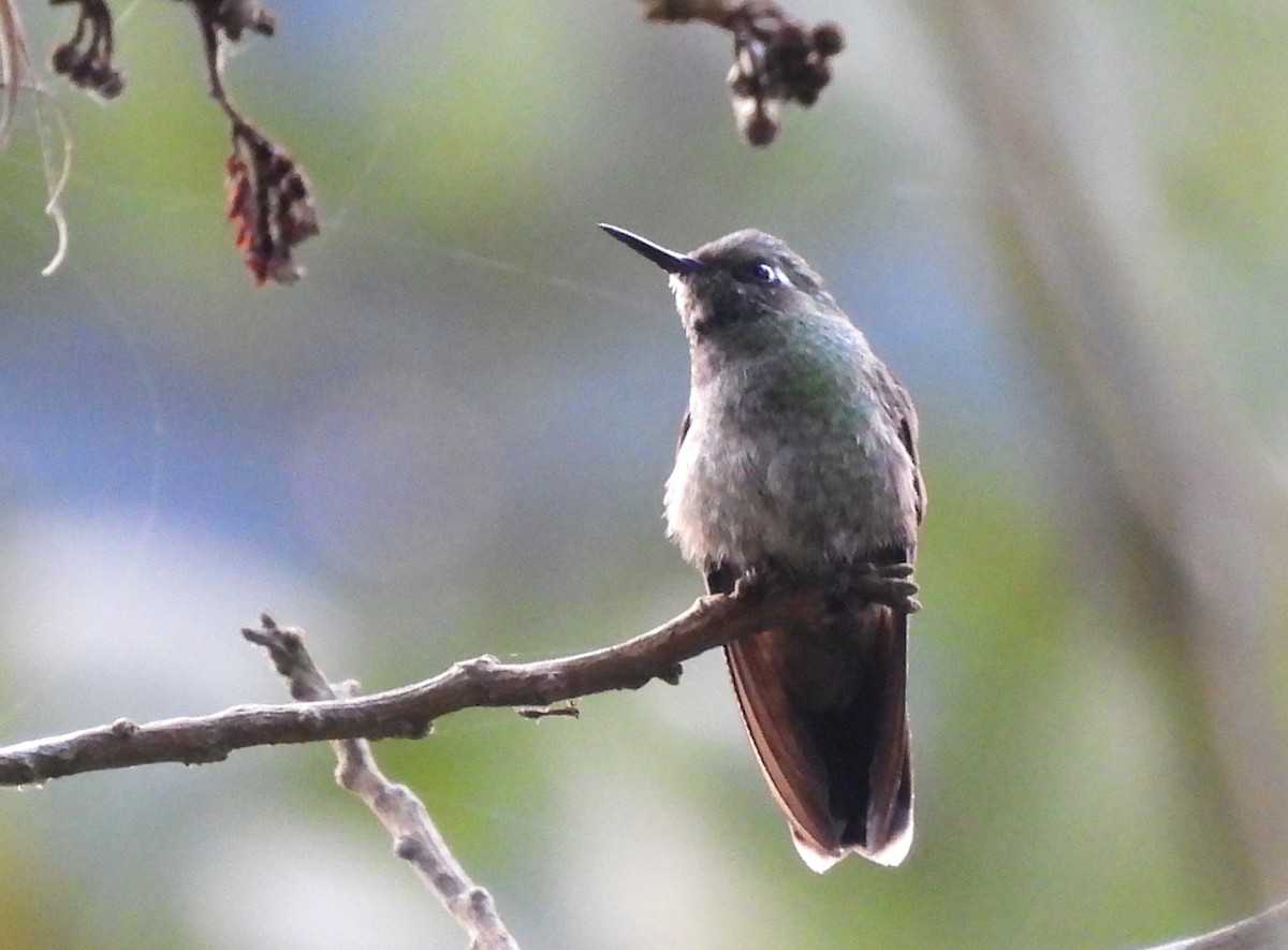 Emerald-chinned Hummingbird - ML618977601