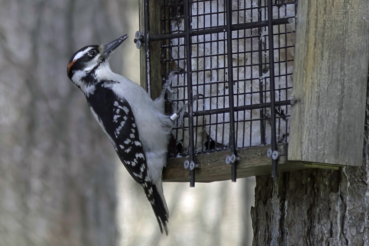 Hairy Woodpecker - Jim Tonkinson