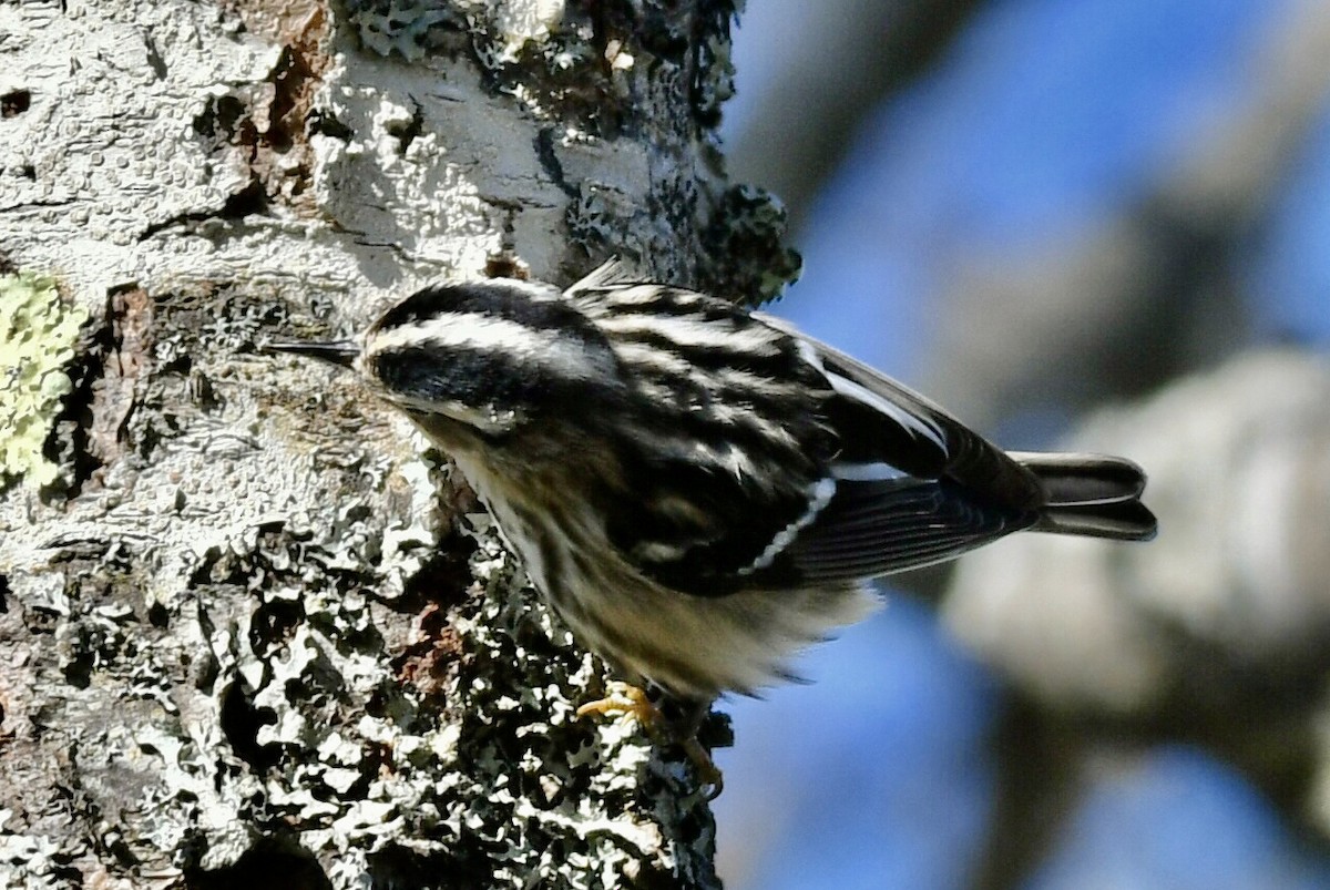 Black-and-white Warbler - ML618977653
