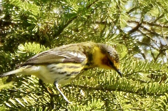 Cape May Warbler - ML618977665