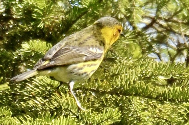 Cape May Warbler - ML618977666