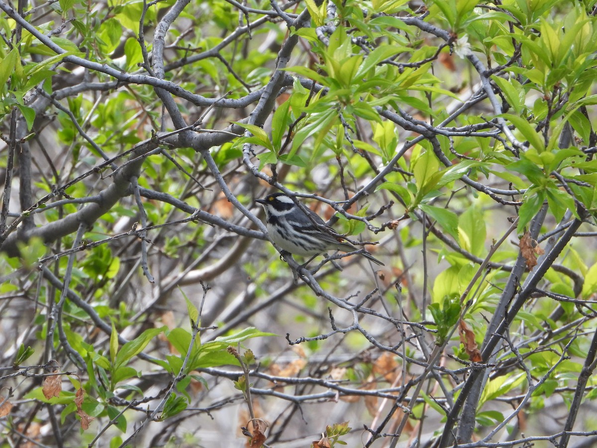 Black-throated Gray Warbler - ML618977678