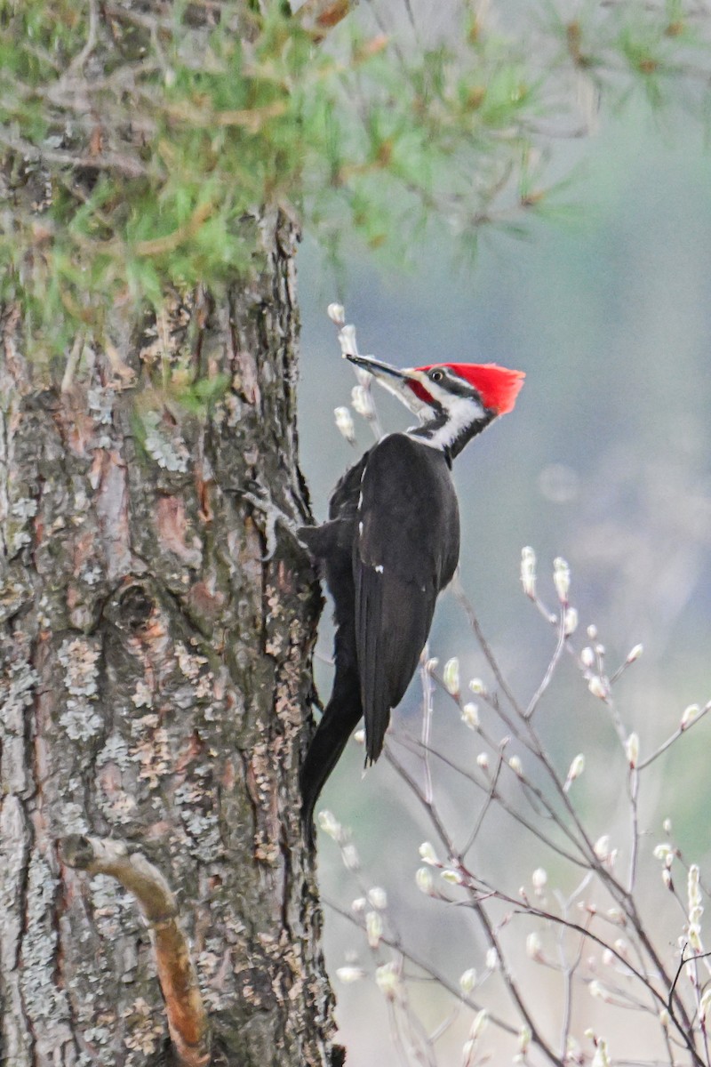 Pileated Woodpecker - Serg Tremblay
