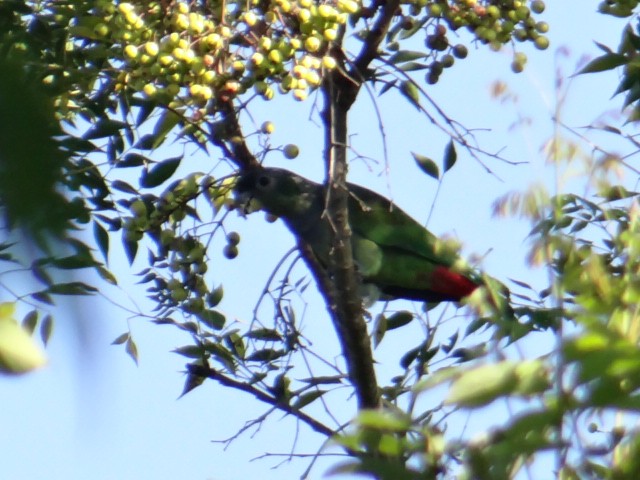 Папуга-червоногуз зеленощокий - ML618977694