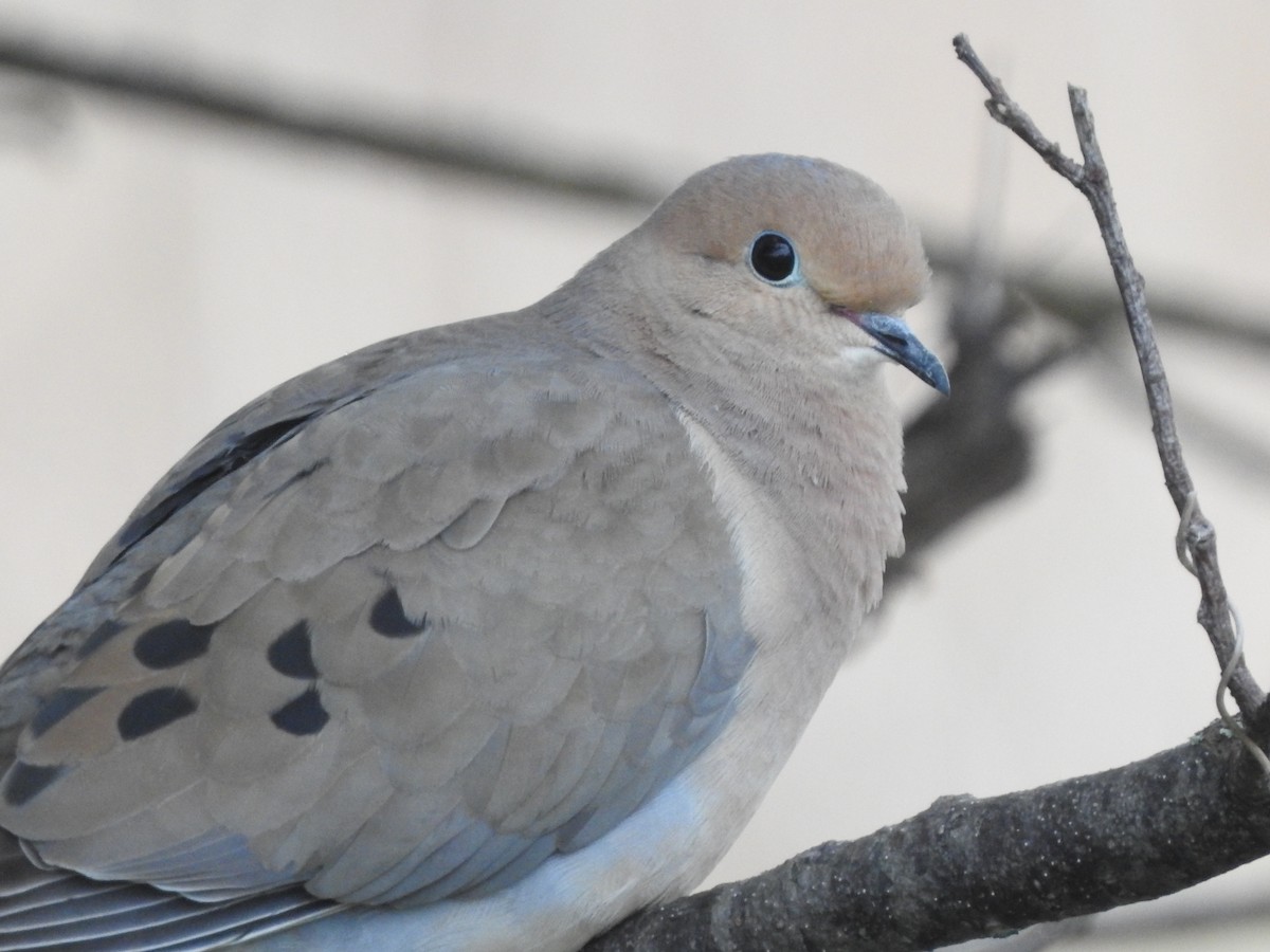 Mourning Dove - Connor Smith