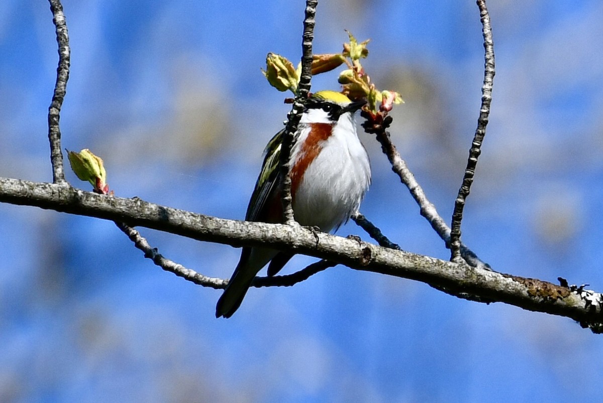 Chestnut-sided Warbler - Anonymous User