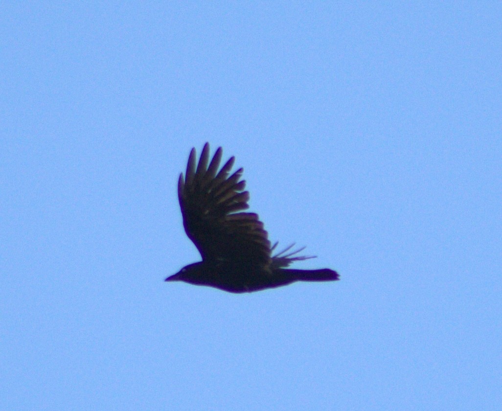 Common Raven - ML618977719
