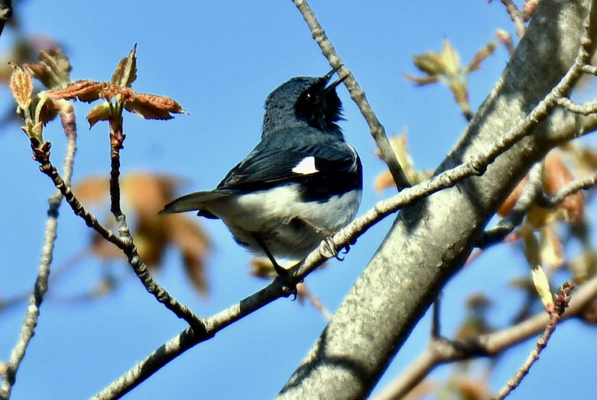 Black-throated Blue Warbler - Anonymous User