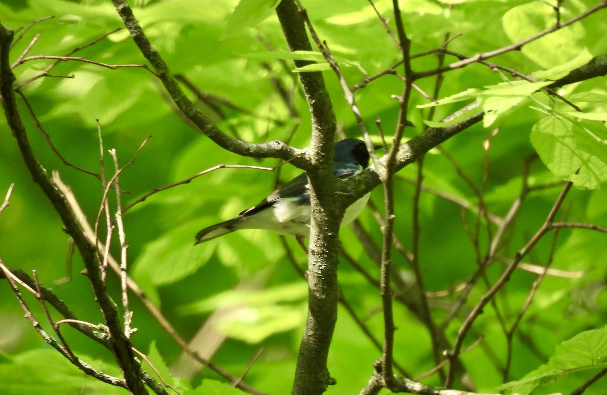 Black-throated Blue Warbler - ML618977724