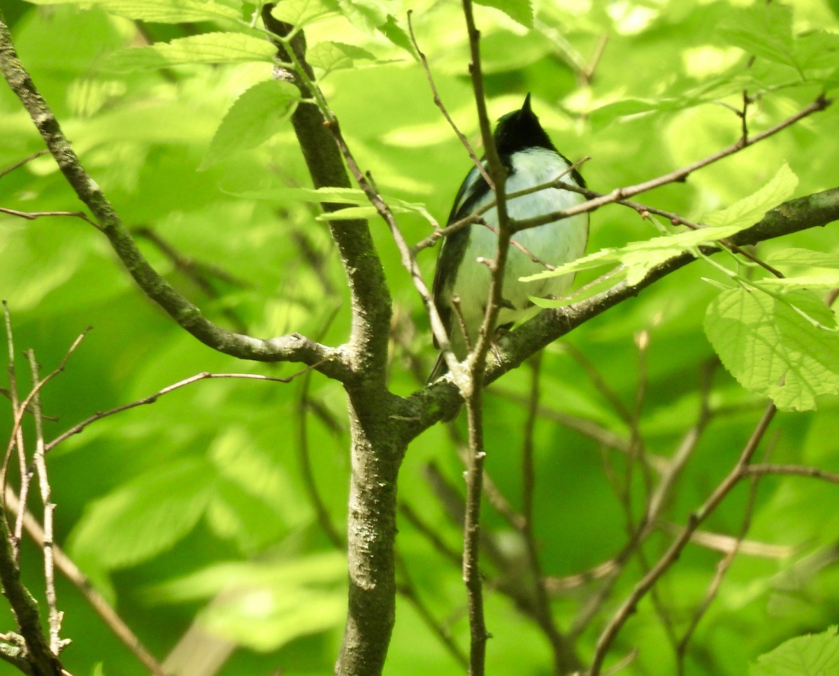 Black-throated Blue Warbler - ML618977725