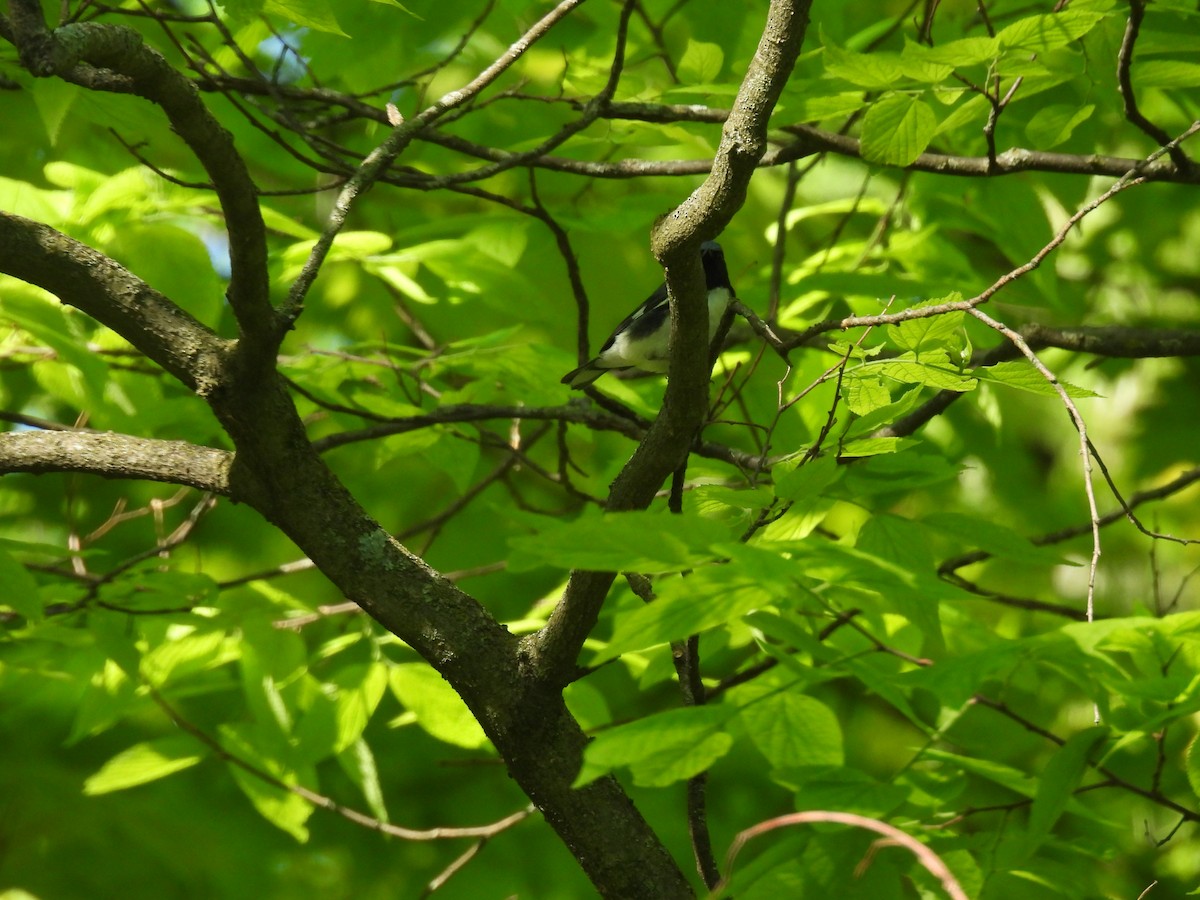Black-throated Blue Warbler - ML618977726