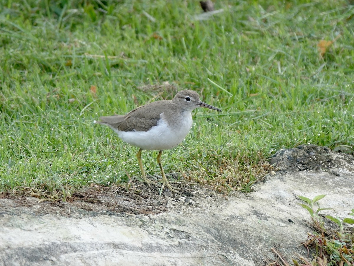 Spotted Sandpiper - Stéphane  Thomin
