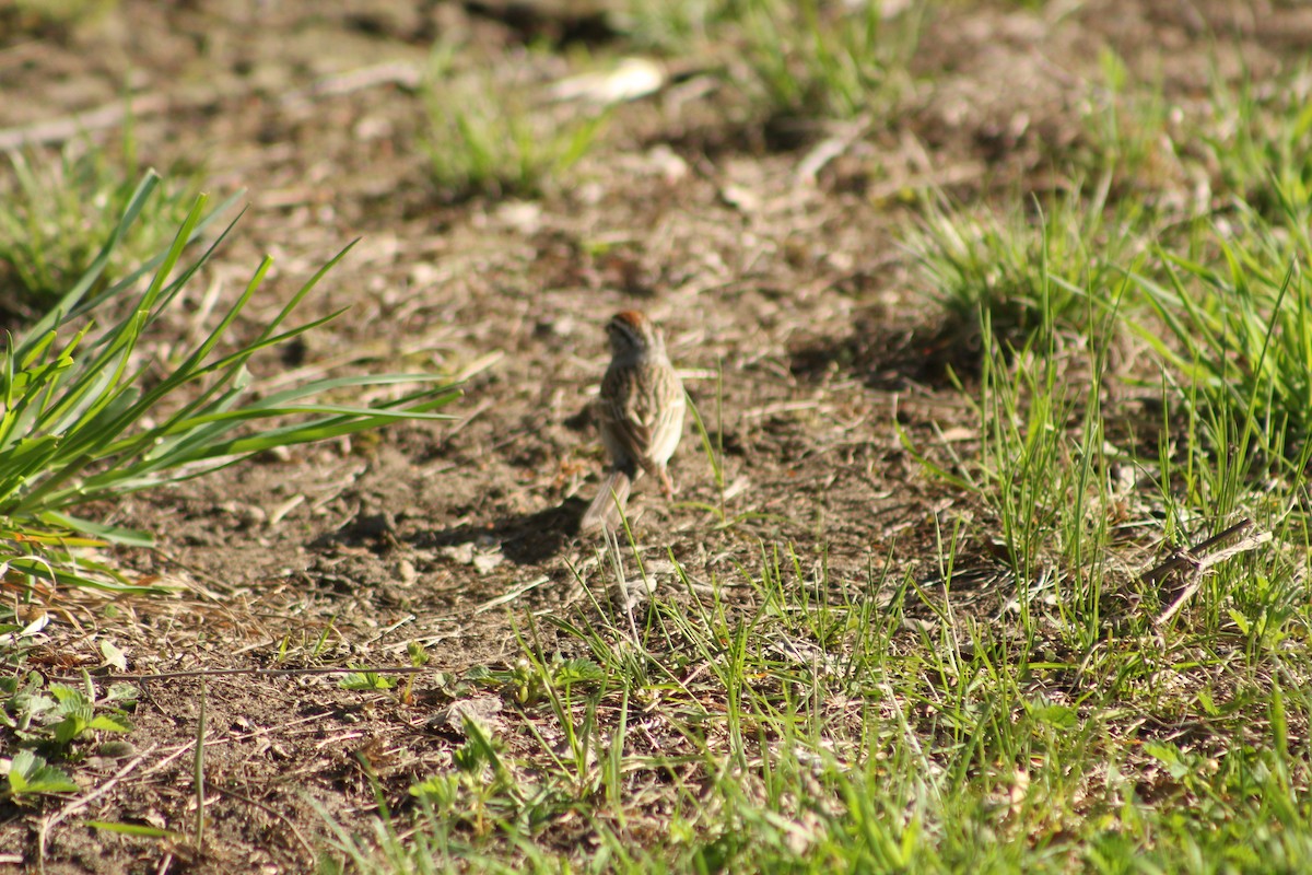 Chipping Sparrow - ML618977775